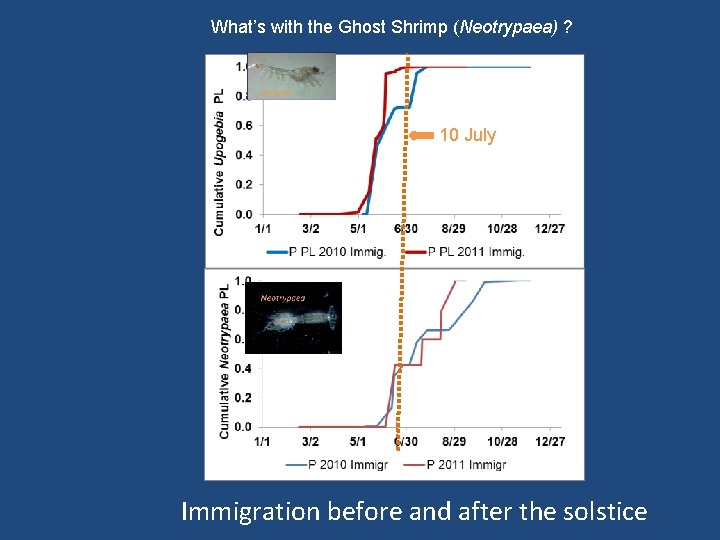 What’s with the Ghost Shrimp (Neotrypaea) ? 10 July Immigration before and after the