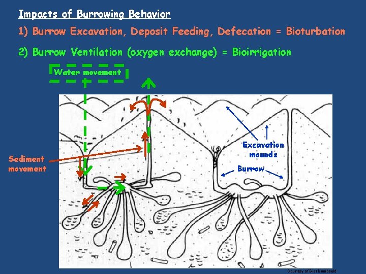 Impacts of Burrowing Behavior 1) Burrow Excavation, Deposit Feeding, Defecation = Bioturbation 2) Burrow