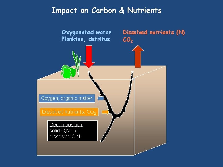 Impact on Carbon & Nutrients Oxygenated water Plankton, detritus Oxygen, organic matter Dissolved nutrients,