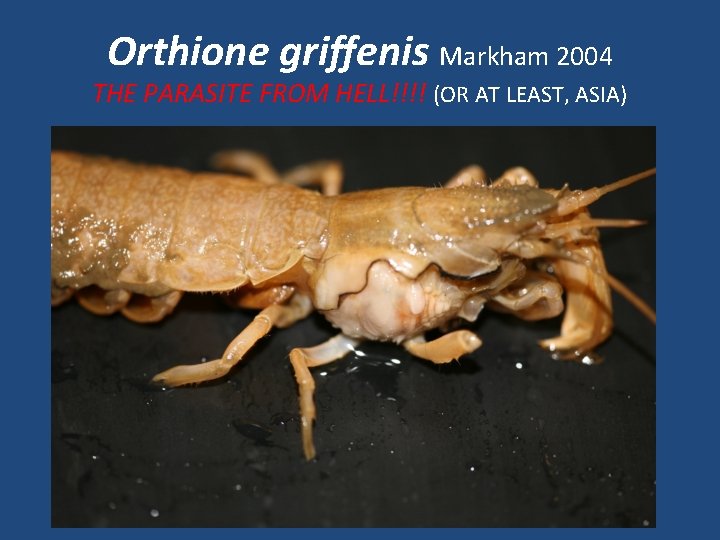 Orthione griffenis Markham 2004 THE PARASITE FROM HELL!!!! (OR AT LEAST, ASIA) 