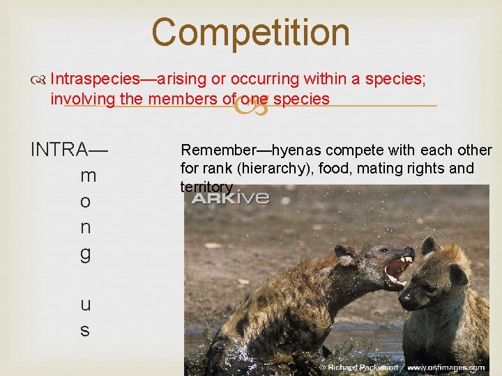 Competition Intraspecies—arising or occurring within a species; involving the members of one species INTRA—