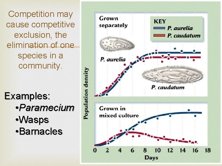 Competition may cause competitive exclusion, the elimination of one species in a community. Examples: