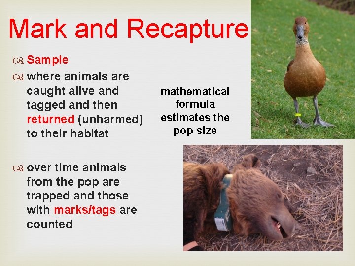 Mark and Recapture Sample where animals are caught alive and tagged and then returned