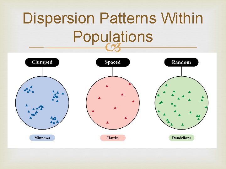Dispersion Patterns Within Populations Three common patterns of population distribution are: 