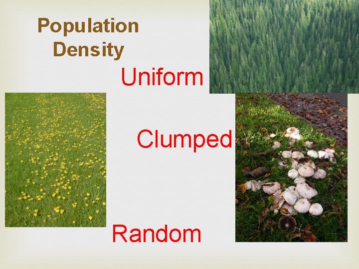 Population Density Uniform Clumped Random 
