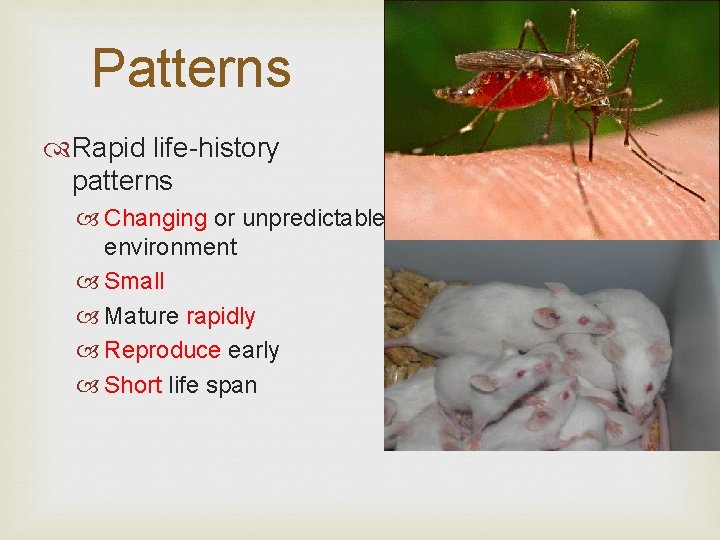 Patterns Rapid life-history patterns Changing or unpredictable environment Small Mature rapidly Reproduce early Short