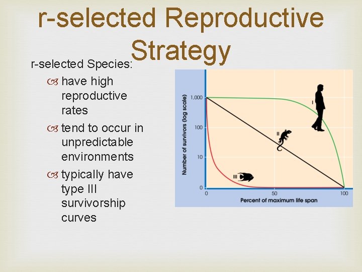 r-selected Reproductive Strategy r-selected Species: have high reproductive rates tend to occur in unpredictable