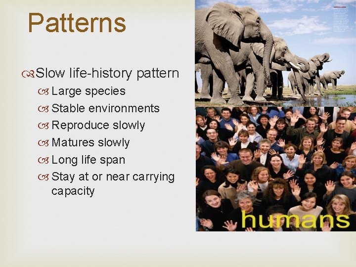 Patterns Slow life-history pattern Large species Stable environments Reproduce slowly Matures slowly Long life