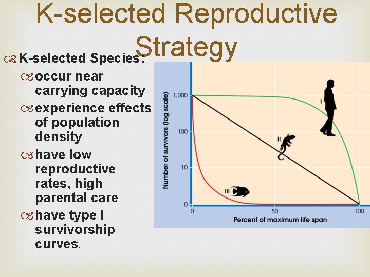 K-selected Reproductive Strategy K-selected Species: occur near carrying capacity experience effects of population density