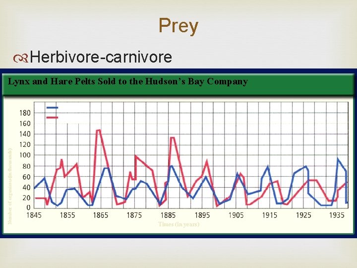 Prey Herbivore-carnivore populations may Bay increase, Lynx and. Prey Hare Pelts Sold to the