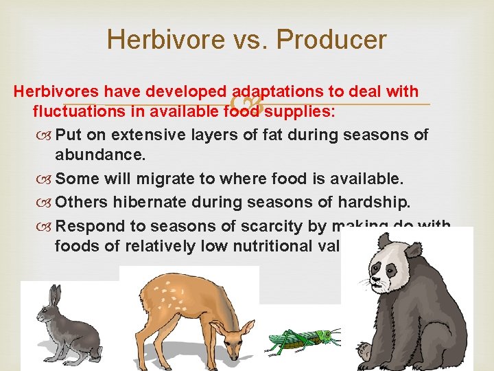 Herbivore vs. Producer Herbivores have developed adaptations to deal with fluctuations in available food