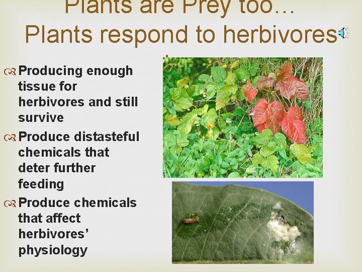 Plants are Prey too… Plants respond to herbivores by: Producing enough tissue for herbivores