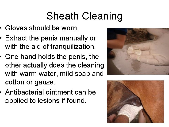 Sheath Cleaning • Gloves should be worn. • Extract the penis manually or with