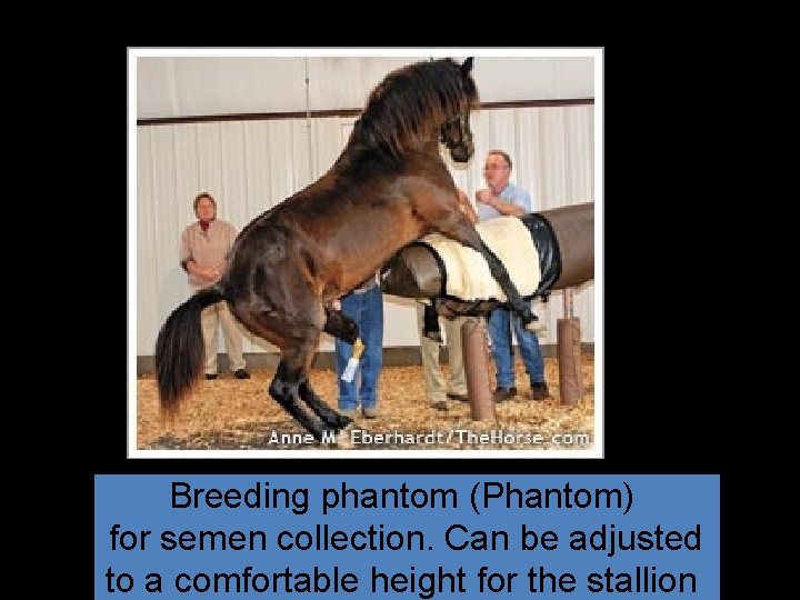 Breeding phantom (Phantom) for semen collection. Can be adjusted to a comfortable height for