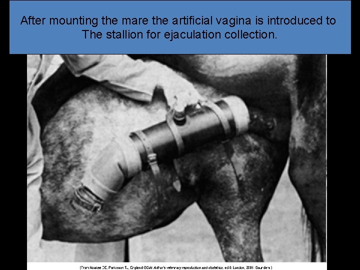 After mounting the mare the artificial vagina is introduced to The stallion for ejaculation After mounting the mare the artificial vagina is introduced to The stallion for ejaculation