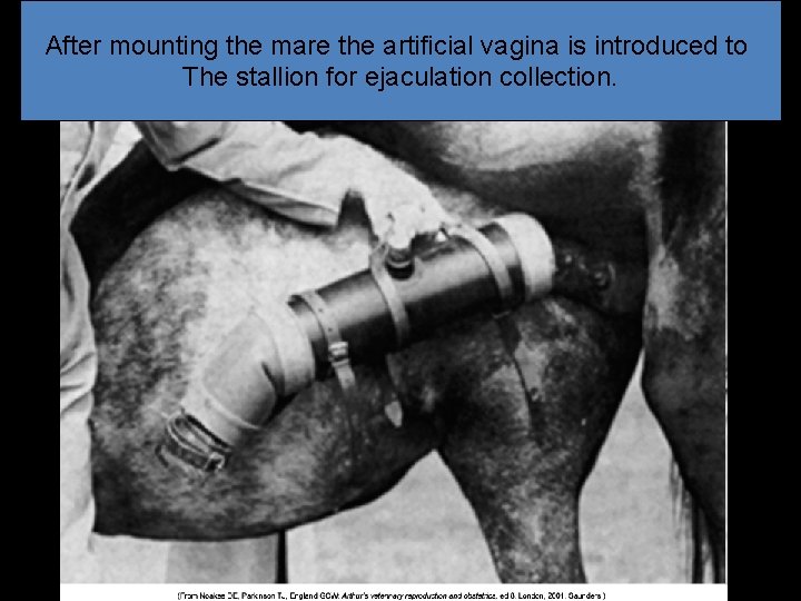 After mounting the mare the artificial vagina is introduced to The stallion for ejaculation