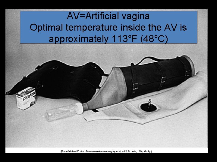 AV=Artificial vagina Optimal temperature inside the AV is approximately 113°F (48°C) AV=Artificial vagina Optimal temperature inside the AV is approximately 113°F (48°C)