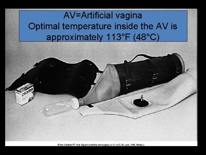 AV=Artificial vagina Optimal temperature inside the AV is approximately 113°F (48°C) 