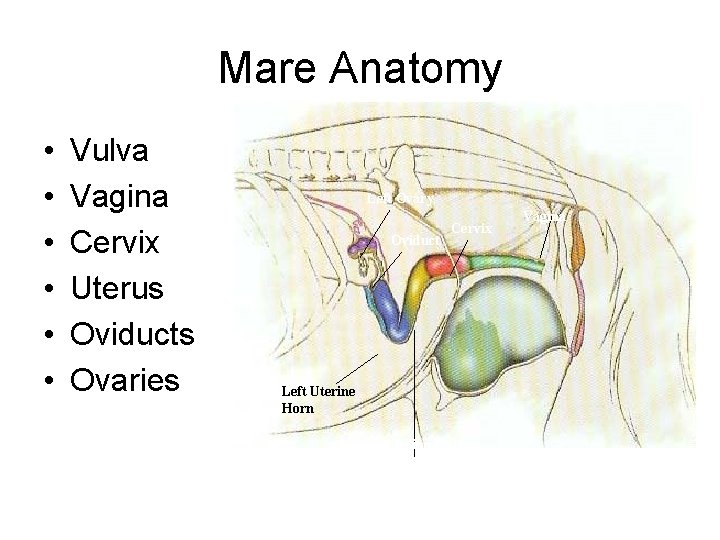 Mare Anatomy • • • Vulva Vagina Cervix Uterus Oviducts Ovaries Left Ovary Oviduct