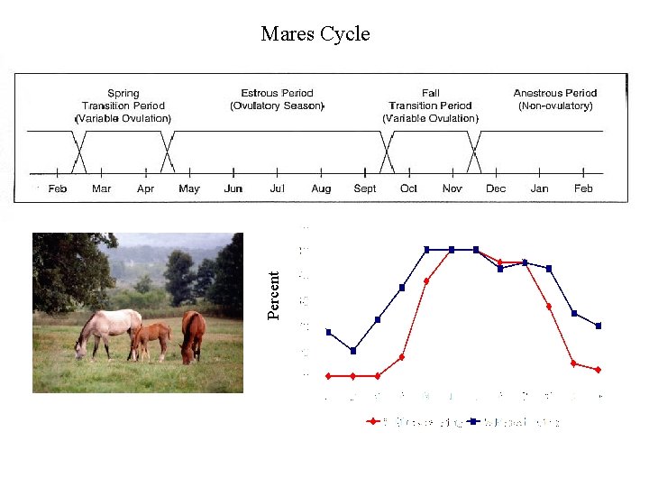 Percent Mares Cycle 