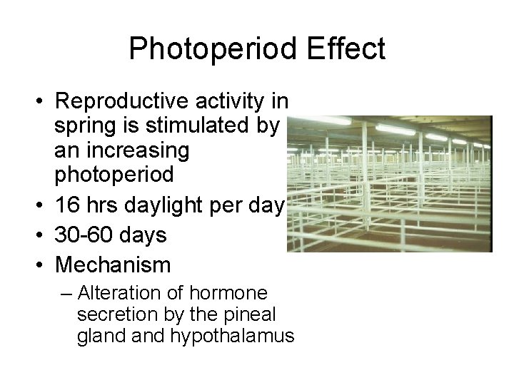 Photoperiod Effect • Reproductive activity in spring is stimulated by an increasing photoperiod •