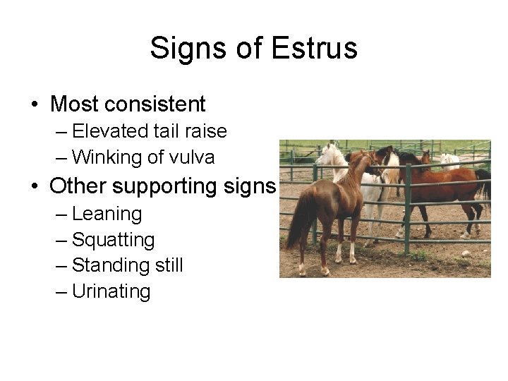 Signs of Estrus • Most consistent – Elevated tail raise – Winking of vulva