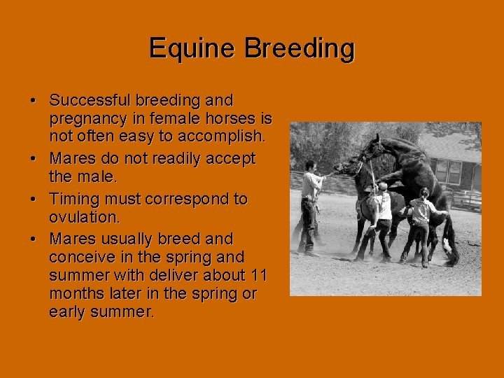 Equine Breeding • Successful breeding and pregnancy in female horses is not often easy Equine Breeding • Successful breeding and pregnancy in female horses is not often easy