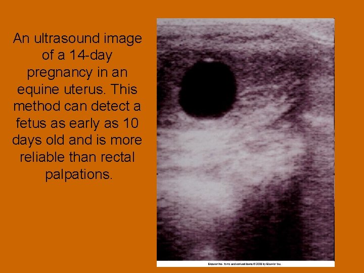 An ultrasound image of a 14 -day pregnancy in an equine uterus. This method An ultrasound image of a 14 -day pregnancy in an equine uterus. This method