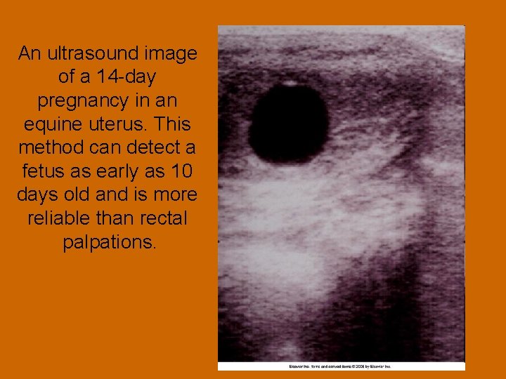 An ultrasound image of a 14 -day pregnancy in an equine uterus. This method