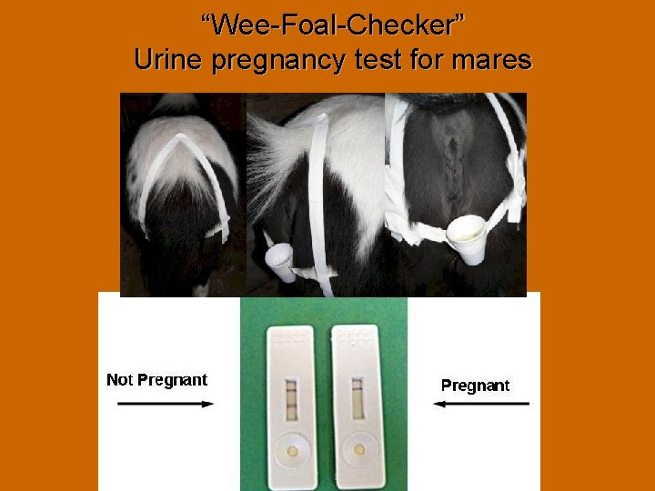 “Wee-Foal-Checker” Urine pregnancy test for mares 