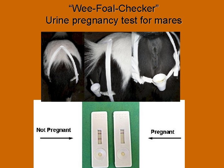 “Wee-Foal-Checker” Urine pregnancy test for mares “Wee-Foal-Checker” Urine pregnancy test for mares