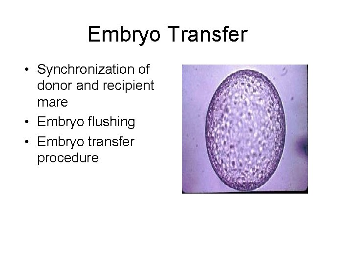 Embryo Transfer • Synchronization of donor and recipient mare • Embryo flushing • Embryo