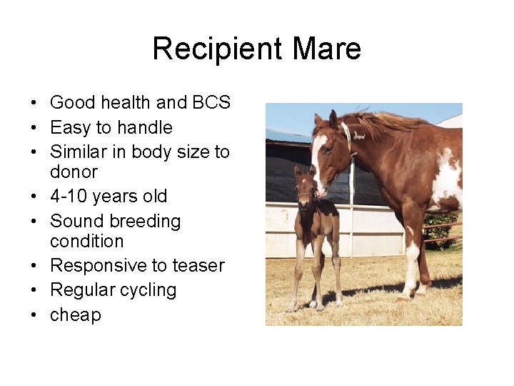 Recipient Mare • Good health and BCS • Easy to handle • Similar in