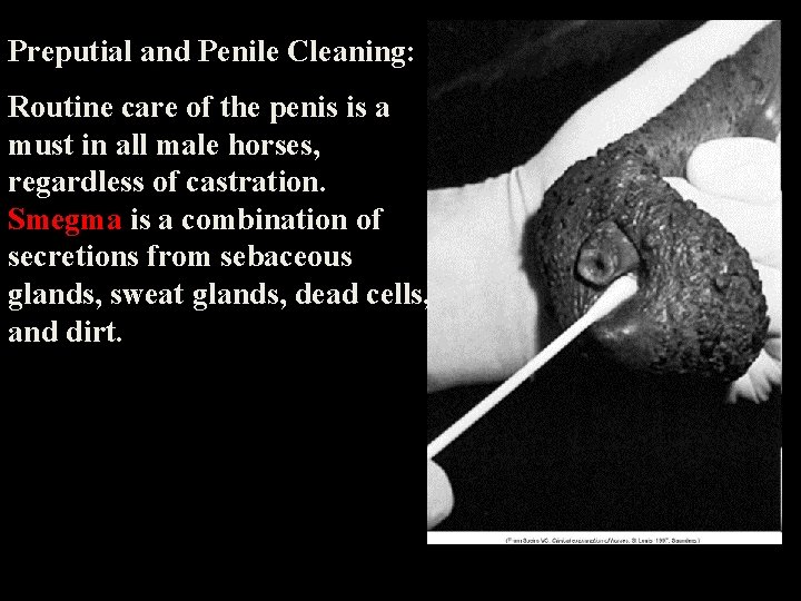 Preputial and Penile Cleaning: Routine care of the penis is a must in all Preputial and Penile Cleaning: Routine care of the penis is a must in all
