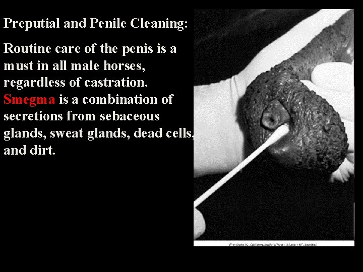 Preputial and Penile Cleaning: Routine care of the penis is a must in all