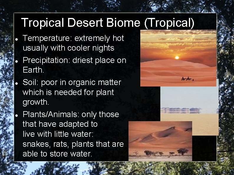 Tropical Desert Biome (Tropical) Temperature: extremely hot usually with cooler nights Precipitation: driest place