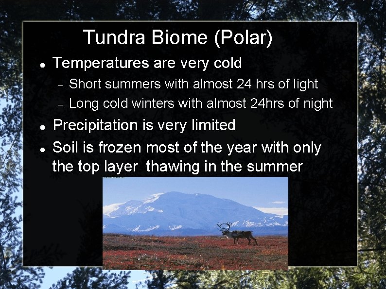 Tundra Biome (Polar) Temperatures are very cold Short summers with almost 24 hrs of