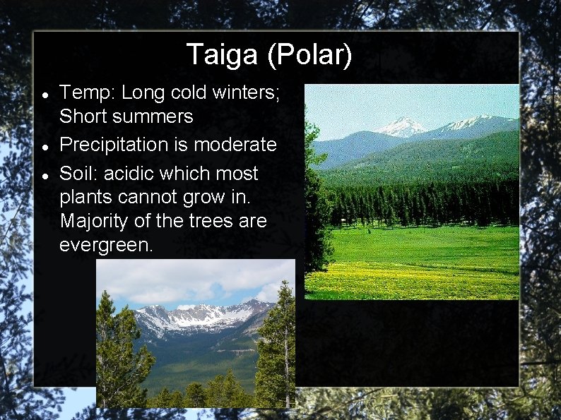 Taiga (Polar) Temp: Long cold winters; Short summers Precipitation is moderate Soil: acidic which