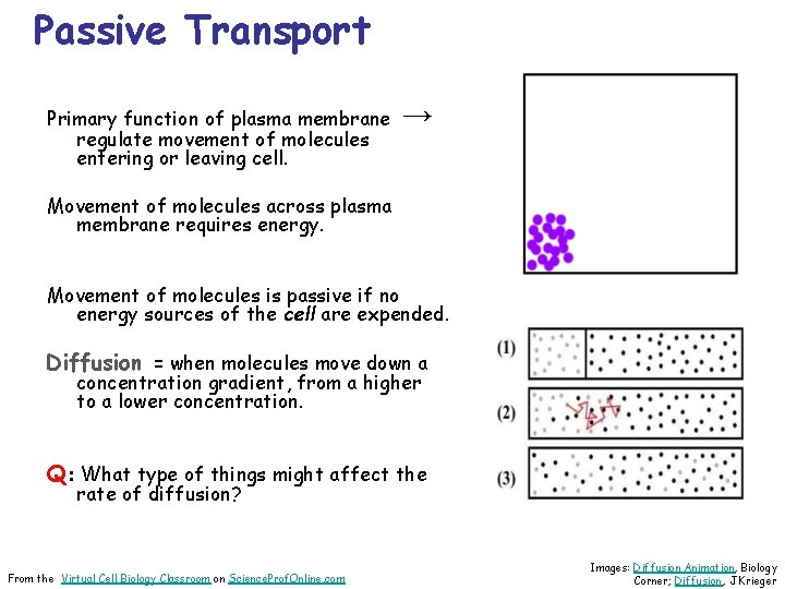 Passive Transport Primary function of plasma membrane regulate movement of molecules entering or leaving