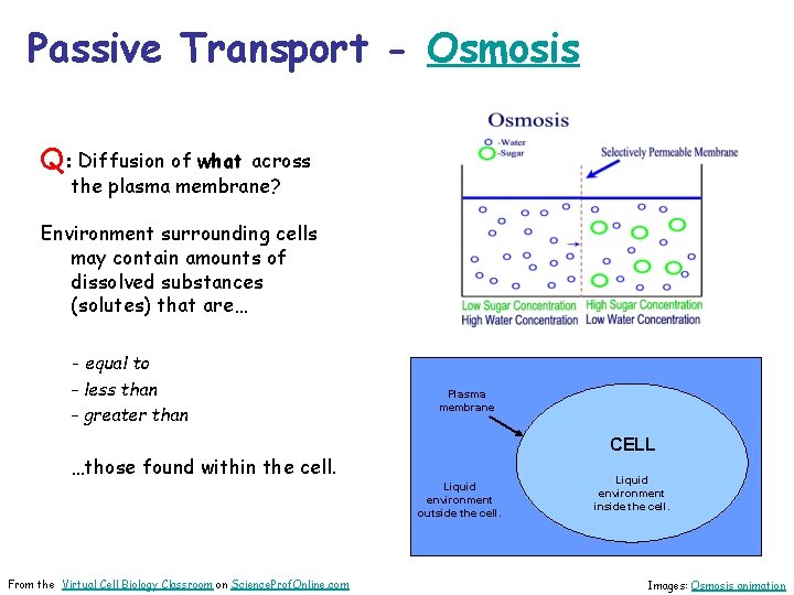 Passive Transport - Osmosis Q: Diffusion of what across the plasma membrane? Environment surrounding