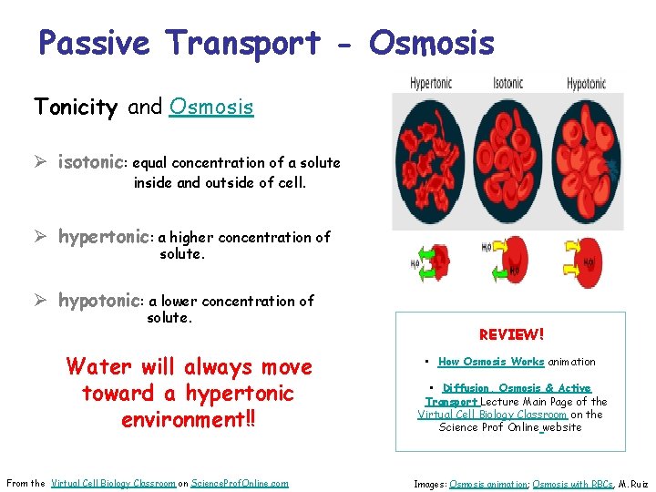 Passive Transport - Osmosis Tonicity and Osmosis Ø isotonic: equal concentration of a solute