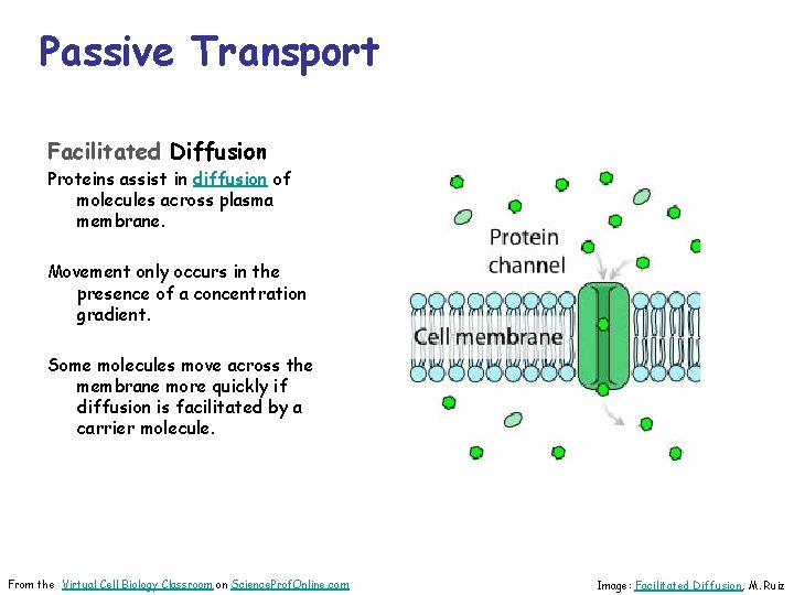 Passive Transport Facilitated Diffusion Proteins assist in diffusion of molecules across plasma membrane. Movement