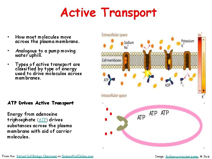 Active Transport • How most molecules move across the plasma membrane. • Analogous to