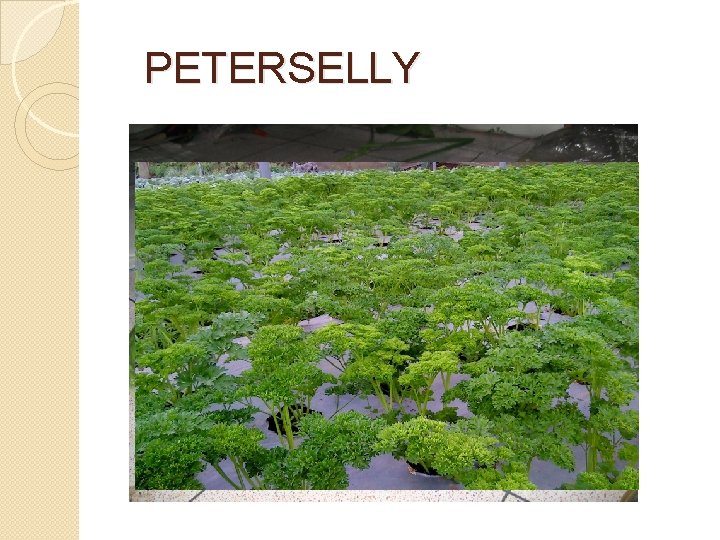 PETERSELLY 