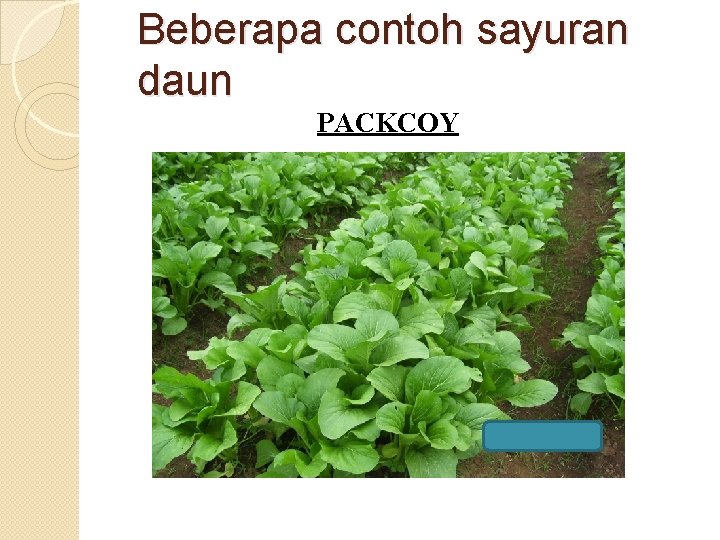 Beberapa contoh sayuran daun PACKCOY 