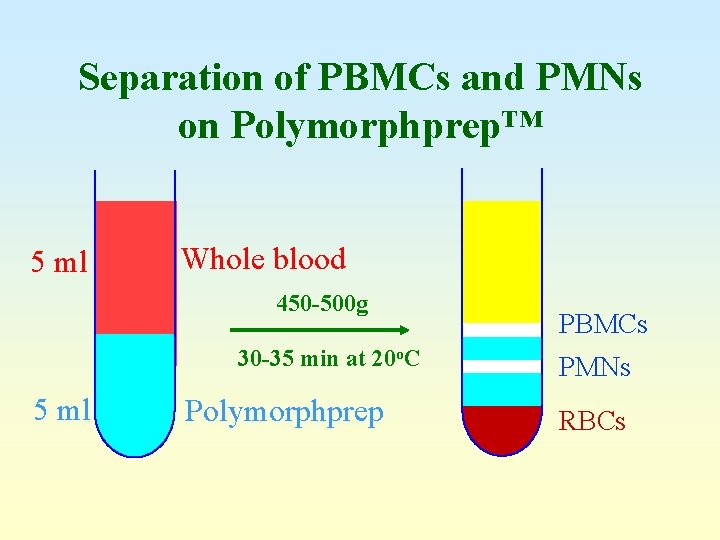 Separation of PBMCs and PMNs on Polymorphprep™ 5 ml Whole blood 450 -500 g