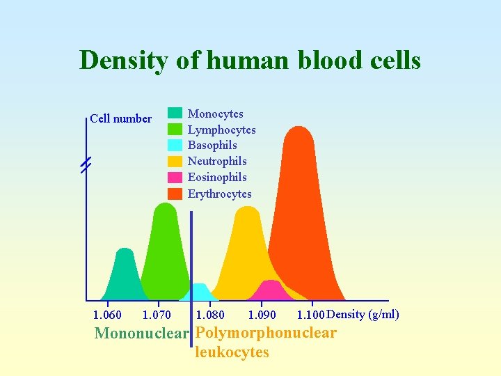 Density of human blood cells Cell number 1. 060 1. 070 Monocytes Lymphocytes Basophils