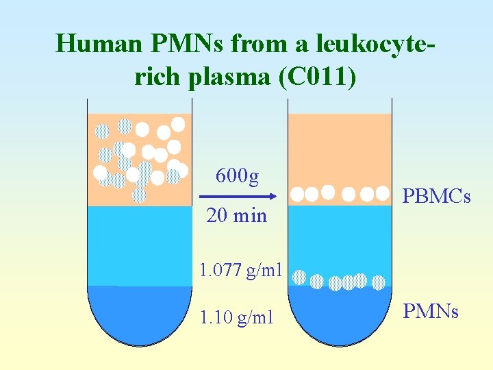Human PMNs from a leukocyterich plasma (C 011) 600 g 20 min PBMCs 1.