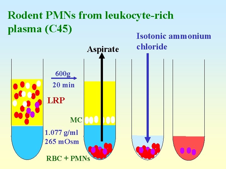 Rodent PMNs from leukocyte-rich plasma (C 45) Aspirate 600 g 20 min LRP MC