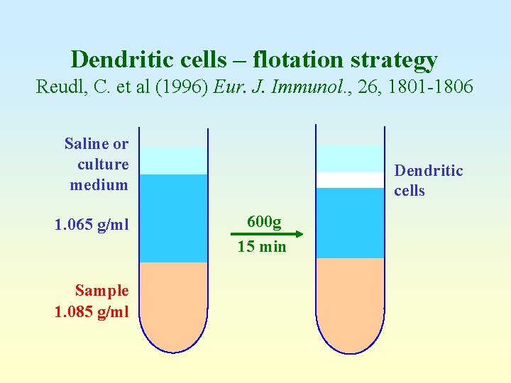 Dendritic cells – flotation strategy Reudl, C. et al (1996) Eur. J. Immunol. ,